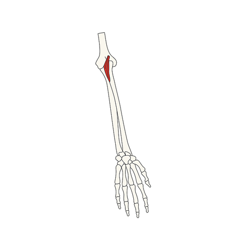 뼈와근육_주근 인체 벡터 일러스트