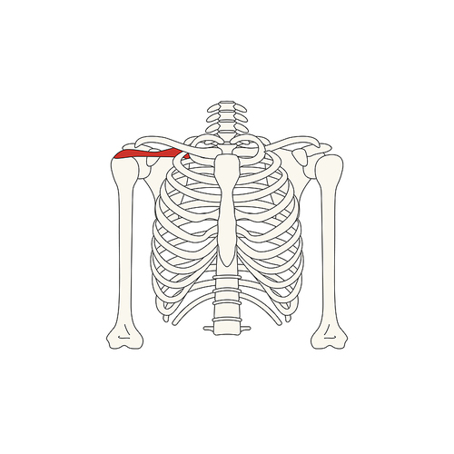 뼈와근육_극상근 인체 벡터 일러스트
