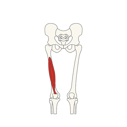 뼈와근육_중간광근 인체 벡터 일러스트
