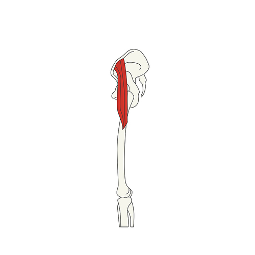 뼈와근육_대퇴근막장근 인체 벡터 일러스트
