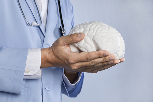 뇌건강과치매_뇌모형 들고 있는 의사 사진 이미지