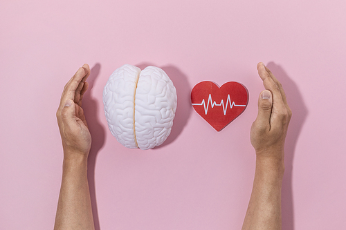 뇌건강과치매_뇌모형과 심박수 보호하는 사진 이미지