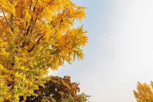 가을풍경_은행나무 사진 이미지