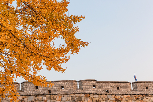 가을풍경_수원화성 성곽길과 은행나무 사진 이미지
