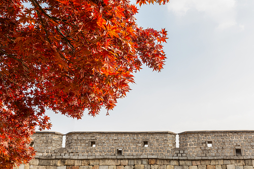 가을풍경_수원화성 성곽길과 단풍나무 사진 이미지