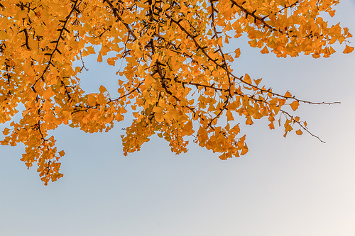 가을풍경_은행나무 사진 이미지