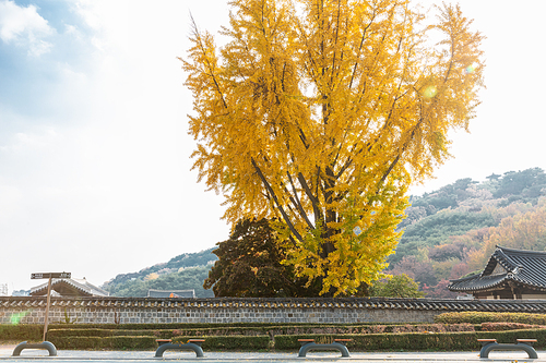가을풍경_은행나무와 돌담길 사진 이미지