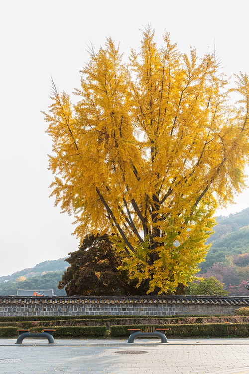 가을풍경_은행나무와 돌담길 사진 이미지