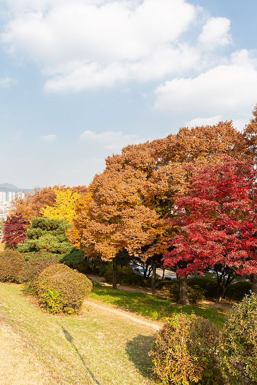 가을풍경_가을 색으로 물든 단풍나무 사진 이미지