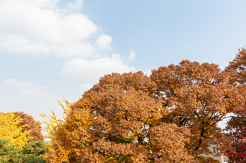 가을풍경_가을 색으로 물든 나무 사진 이미지