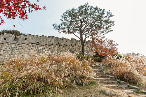 가을풍경_수원화성 성곽길과 억새 사진 이미지