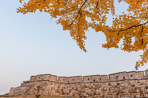 가을풍경_수원화성 성곽길과 은행나무 사진 이미지