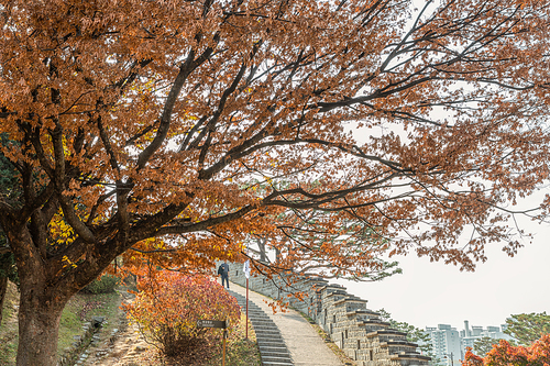 가을풍경_수원화성 성곽길과 가을 전경 사진 이미지