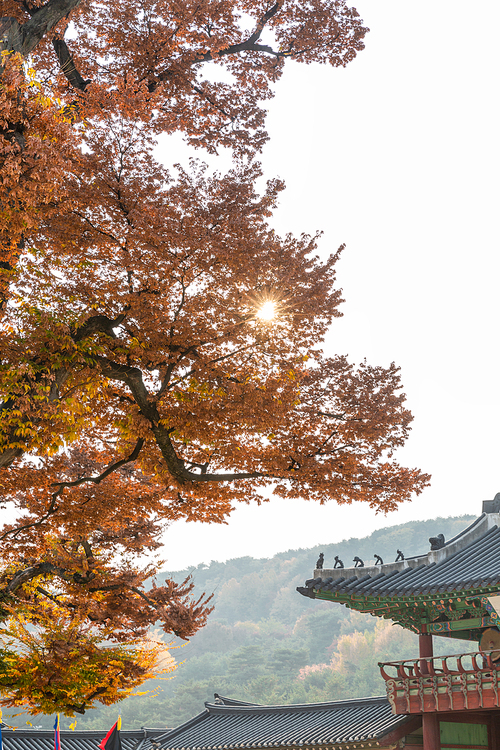 가을풍경_화성행궁과 가을 색으로 물든 나무 사진 이미지