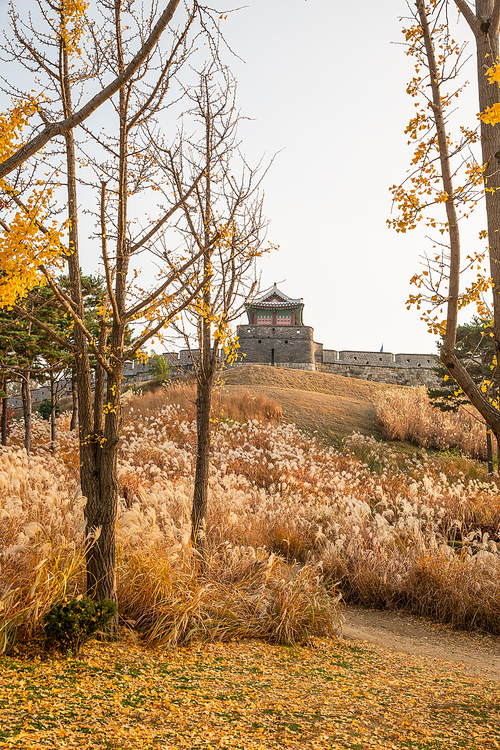 가을풍경_수원화성 성곽길과 억새 사진 이미지
