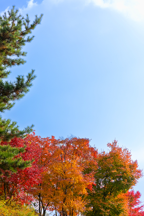 가을풍경_단풍나무 사진 이미지