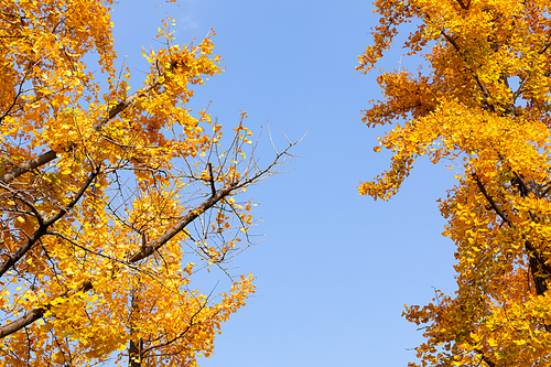 가을풍경_억새 사진 이미지