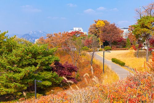 가을풍경_산책로와 가을 나무 사진 이미지