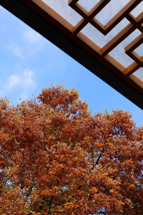 가을풍경_가을 나무 사진 이미지