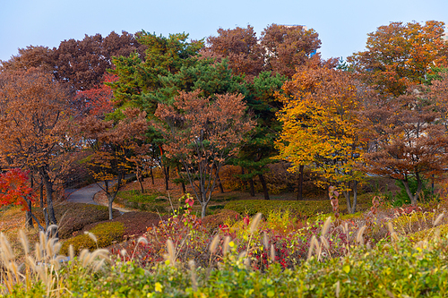 가을풍경_남산공원 산책길과 가을 나무 사진 이미지