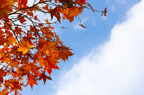 가을풍경_단풍나무 사진 이미지