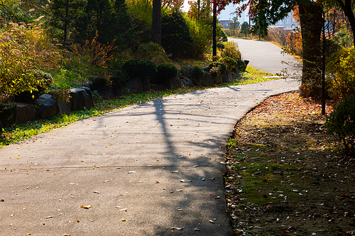 가을풍경_낙엽이 떨어진 산책로 사진 이미지
