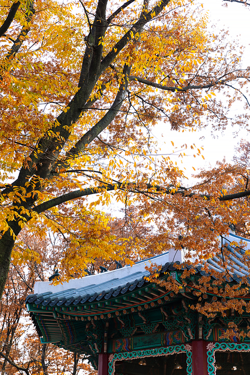 가을풍경_가을 나무와 정자 사진 이미지