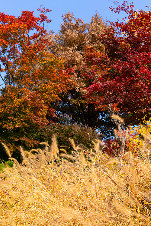 가을풍경_억새와 가을 나무 사진 이미지