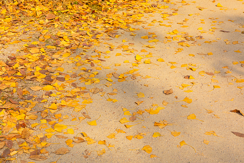 가을풍경_낙엽 사진 이미지