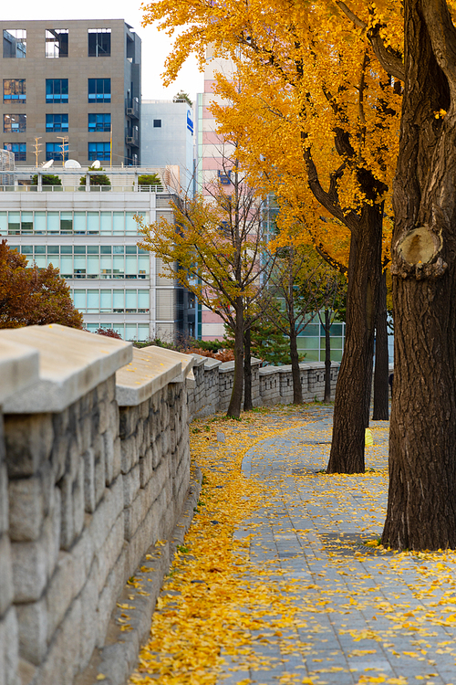 가을풍경_가을 나무 사진 이미지