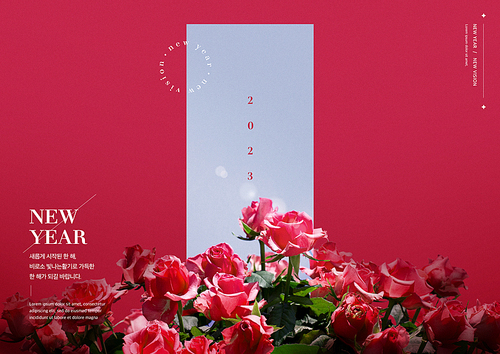 빛을 받고 있는 장미꽃들이 있는 VIVA MAGENTA 컨셉츄얼