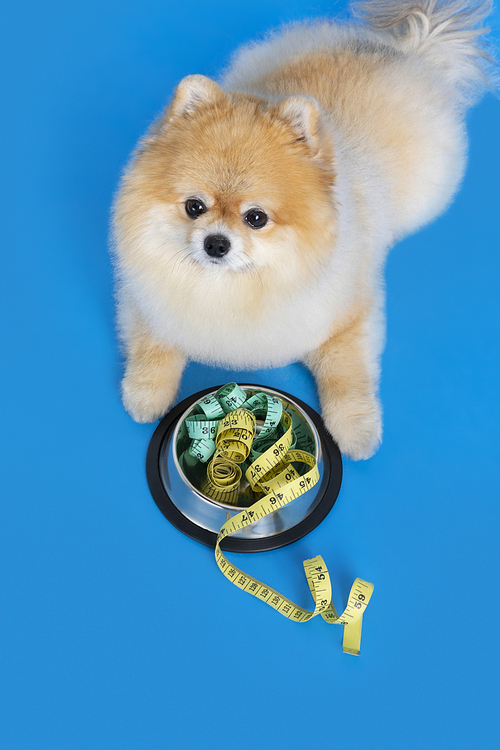 반려견_다이어트 사료와 강아지 사진 이미지