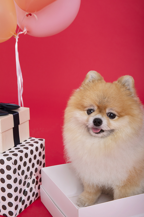 반려견_선물상자와 강아지 사진 이미지