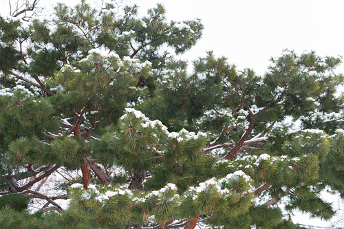 눈오는날_눈 쌓인 소나무 사진 이미지