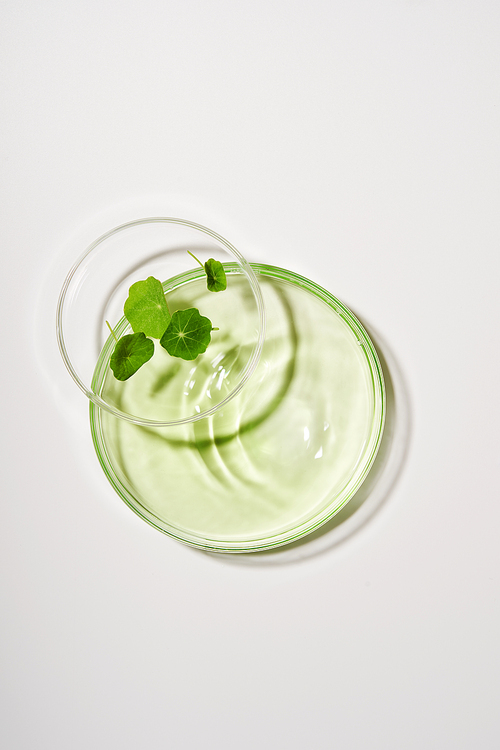 페트리 접시 위에 놓인 초록빛 앰플과 초록잎