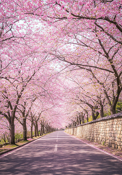벚꽃이 활짝 핀 돌담길의 풍경