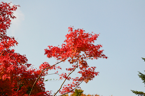 가을산 배경사진18