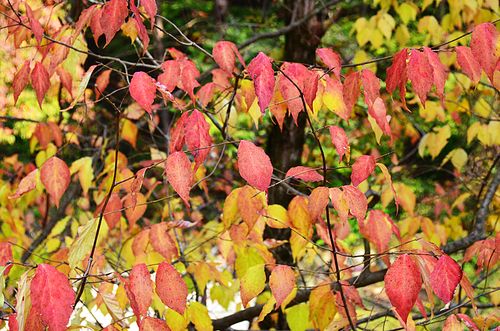 가을산 배경사진24