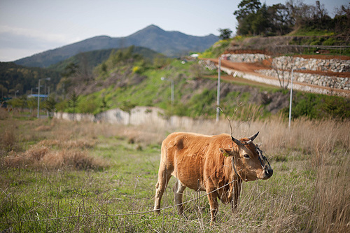 풀밭에 서있는 소와 농촌풍경