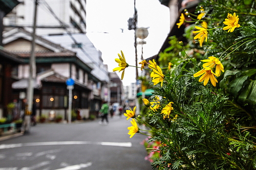 오사카의 꽃