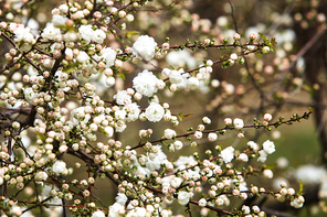 꽃봉오리와 하얀꽃,매화