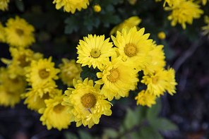 아름다운 노란색 국화꽃