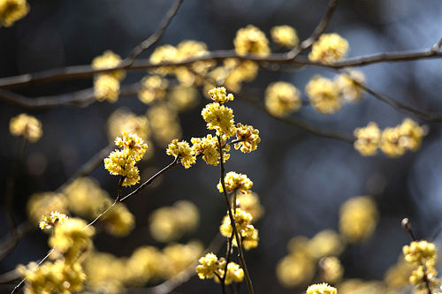생강나무의 노란꽃