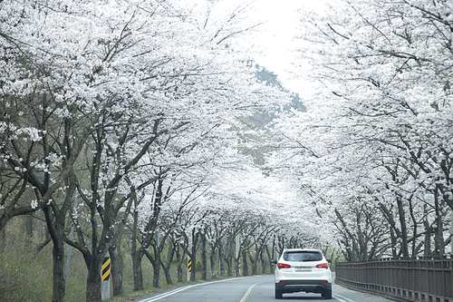 벚꽃이 활짝핀 도로를 달리는 자동차