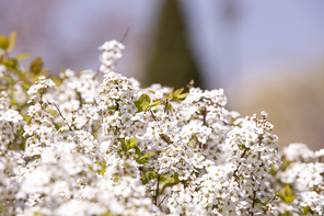 하얀색의 조팝나무꽃