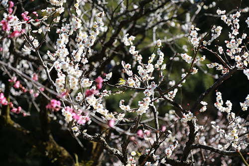 매실나무의 하얀 매화꽃