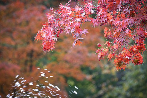 가을 단풍나무