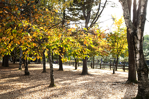 가을 오후 나무잎에 햇살