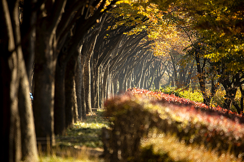 가을단풍나무가 보이는 산책길