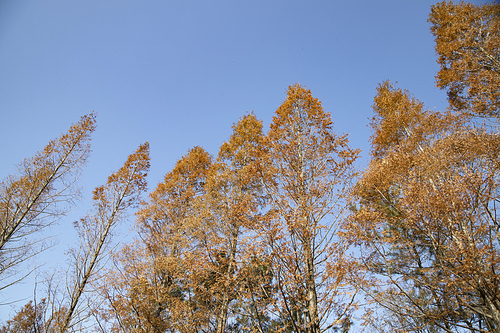 파란 가을하늘에 높이 솟은 나무